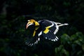 Great Indian Hornbill Bird from India Royalty Free Stock Photo