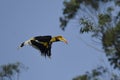 Great Indian Hornbill Bird from India Royalty Free Stock Photo