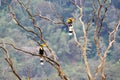 Great Indian Hornbill Bird from India Royalty Free Stock Photo