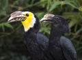 Great Indian Hornbills at Tampa`s Lowry Park Zoo