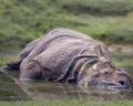 Great Indian one-horned rhinoceros, Rhinoceros unicornis in the water. The horn is cut down Royalty Free Stock Photo