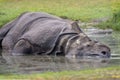 Great Indian one-horned rhinoceros, Rhinoceros unicornis cools his skin in the water. The horn is cut down Royalty Free Stock Photo