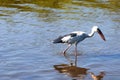 Great Indian Open-Billed Stork