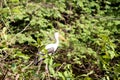 Great Indian Painted Stork