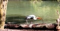 Great Indian Painted Stork