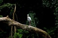 Indian painted storks Royalty Free Stock Photo