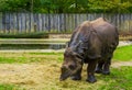 Great indian rhinoceros eating food, Diet of a rhino, Vulnerable animal specie from India Royalty Free Stock Photo