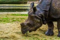 Great indian rhinoceros eating hay with its face in closeup, Rhino diet, Vulnerable animal specie from India Royalty Free Stock Photo