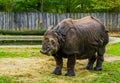 Great indian Rhinoceros eating hay, Rhino diet, Vulnerable animal specie from India Royalty Free Stock Photo