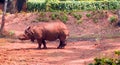 Great Indian Rhinoceros roaming in zoological Park, India Royalty Free Stock Photo