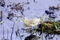 Great Indian Striated Heron Royalty Free Stock Photo