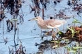 Great Indian Striated Heron Royalty Free Stock Photo