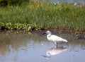 Great Indian White Egret waiting for catch