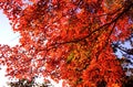 great japanese maple tree red leaves momiji autumn fall Royalty Free Stock Photo
