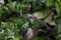 Great jay building home sitting in tree just one eye