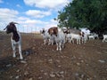 Great karoo boer goats