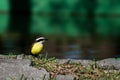 Great Kiskadee