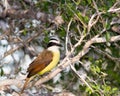 Great Kiskadee