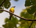 A Great Kiskadee