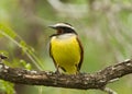 Great Kiskadee