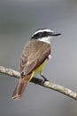 Great Kiskadee