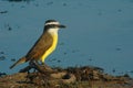 Great Kiskadee