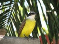 Great Kiskadee