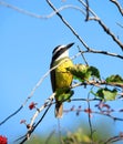 Great Kiskadee bird Royalty Free Stock Photo