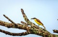 Great kiskadee bird eating insect