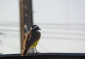 A Great kiskadee bird Royalty Free Stock Photo