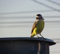 A Great kiskadee bird Royalty Free Stock Photo