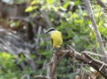 A great kiskadee bird, Pitangus sulphuratus, with vibrant yellow and black plumage, sitting on a tree Royalty Free Stock Photo