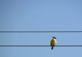 A Great kiskadee bird Royalty Free Stock Photo