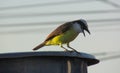 A Great kiskadee bird Royalty Free Stock Photo