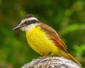 Great Kiskadee bird poses on tree limb Royalty Free Stock Photo