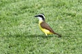 A Great Kiskadee bird, Pitangus sulphuratus, standing on top of a vibrant, green field Royalty Free Stock Photo