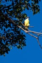 Great kiskadee bird sitting on a branch Royalty Free Stock Photo