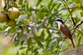 Great kiskadee bird sitting on a branch Royalty Free Stock Photo
