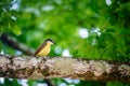 Great kiskadee bird in Trinidad and Tobago Pitangus Sulphuratus tropical Royalty Free Stock Photo