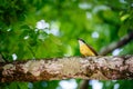 Great kiskadee bird in Trinidad and Tobago Pitangus Sulphuratus tropical Royalty Free Stock Photo