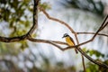 Great kiskadee bird in Trinidad and Tobago Pitangus Sulphuratus tropical Royalty Free Stock Photo