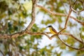 Great kiskadee bird in Trinidad and Tobago Pitangus Sulphuratus tropical Royalty Free Stock Photo