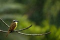 Great Kiskadee Flycatcher