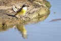 Great kiskadee in the lake Royalty Free Stock Photo