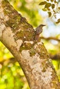 Great Kiskadee on a log