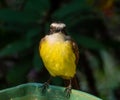 The Great Kiskadee is one of the largest and most boisterous members of the tyrant flycatch