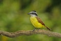 Great Kiskadee