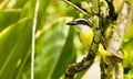 Great kiskadee perched on the branch of a tree with a small bug in its beak Royalty Free Stock Photo