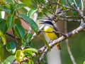 Great kiskadee perches on branch. in tropics Royalty Free Stock Photo