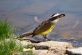 Great Kiskadee (Pitangus sulphuratus)